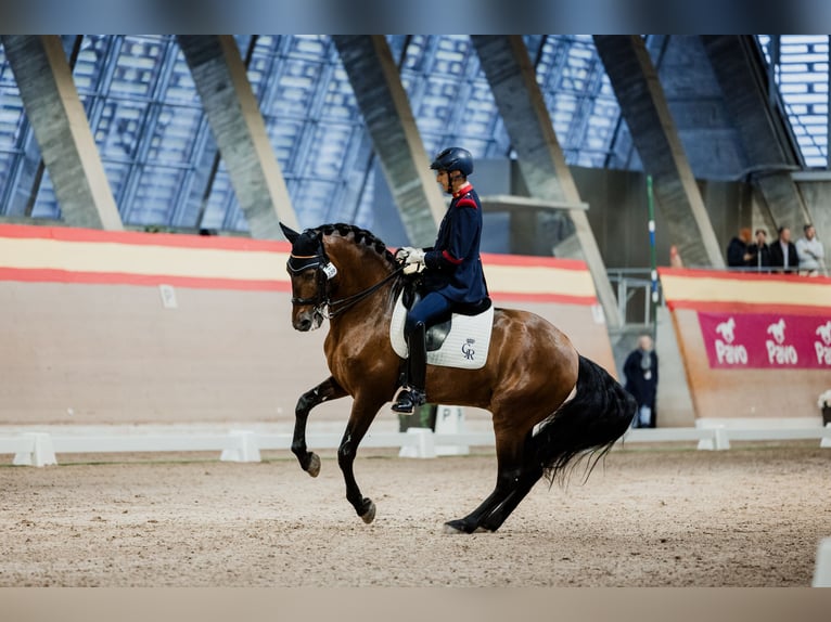 PRE Hengst 13 Jaar 165 cm Bruin in Leganes