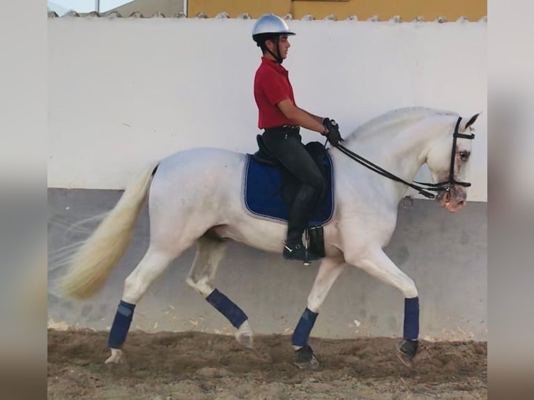 PRE Mix Hengst 13 Jaar 165 cm Schimmel in Alicante