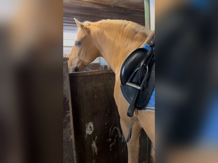 PRE Mix Hengst 13 Jaar 166 cm Palomino in Münsing