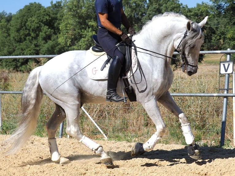 PRE Mix Hengst 13 Jaar 167 cm Schimmel in NAVAS DEL MADRONO