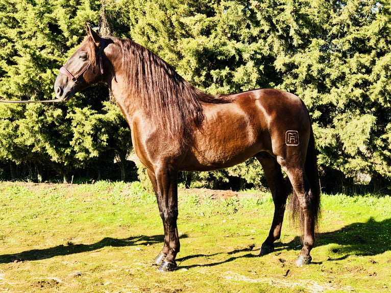 PRE Mix Hengst 13 Jaar 168 cm Donkere-vos in Mejorada