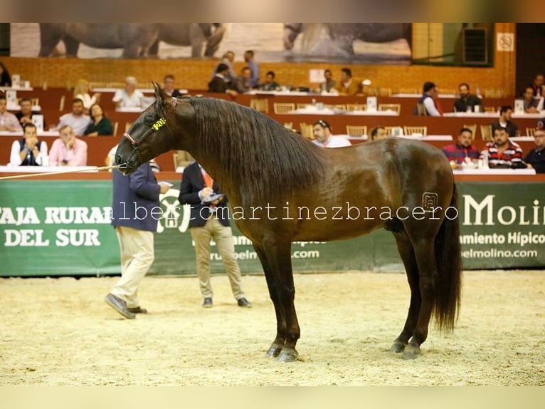 PRE Mix Hengst 13 Jaar 168 cm Donkere-vos in Mejorada