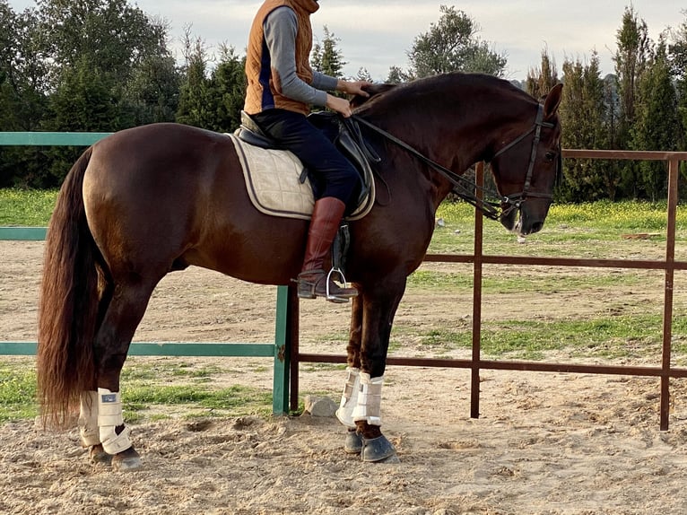 PRE Mix Hengst 13 Jaar 168 cm Donkere-vos in Mejorada