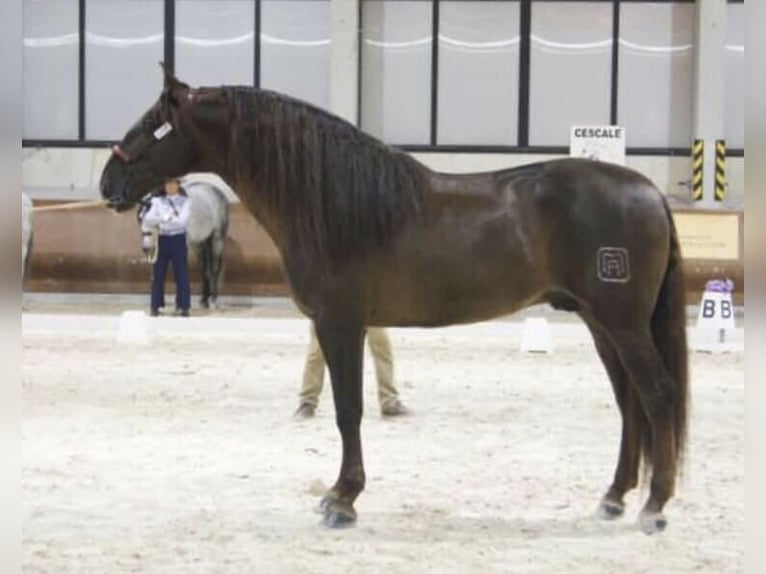 PRE Mix Hengst 13 Jaar 168 cm Donkere-vos in Mejorada