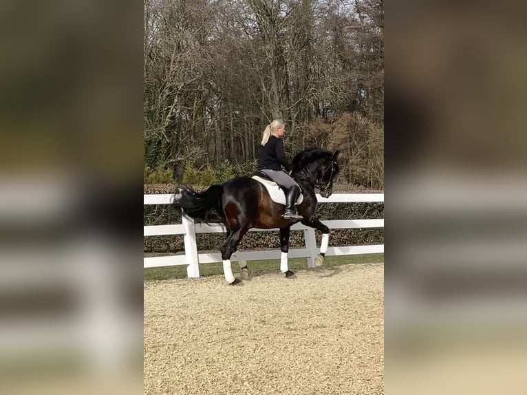 PRE Mix Hengst 13 Jaar 168 cm Zwart in Niederkrüchten