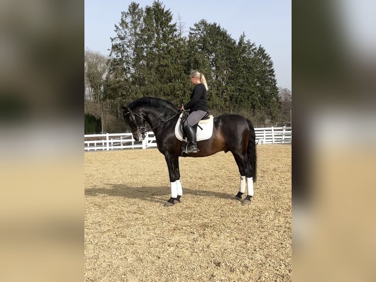 PRE Mix Hengst 13 Jaar 168 cm Zwart in Niederkrüchten