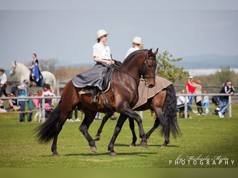 PRE Hengst 13 Jaar 169 cm Donkerbruin in Fischamemd
