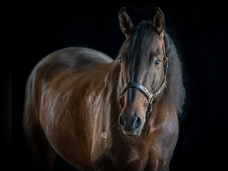 PRE Hengst 13 Jaar 169 cm Donkerbruin in Fischamemd