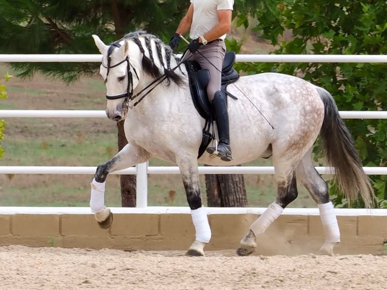 PRE Mix Hengst 13 Jaar 170 cm Schimmel in Navas Del Madroño