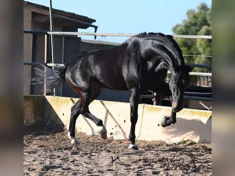 PRE Hengst 13 Jaar 171 cm Bruin in Mallorca