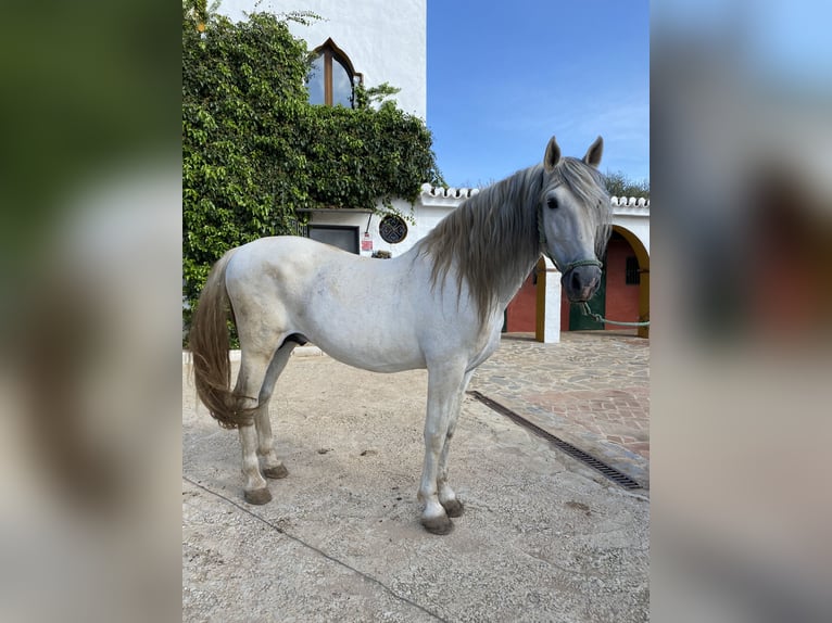 PRE Hengst 13 Jaar 172 cm Schimmel in Alcala Del Valle