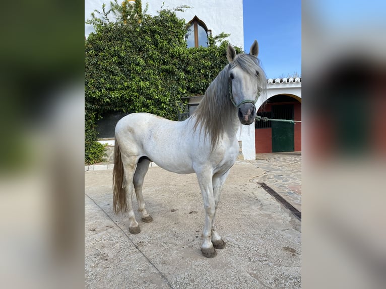 PRE Hengst 13 Jaar 172 cm Schimmel in Alcala Del Valle