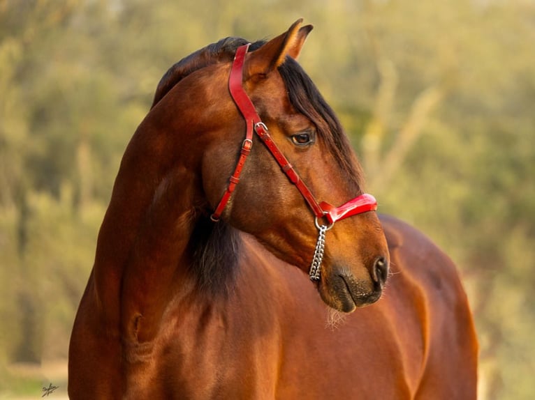 PRE Mix Hengst 13 Jaar 173 cm Bruin in Navas Del Madroño