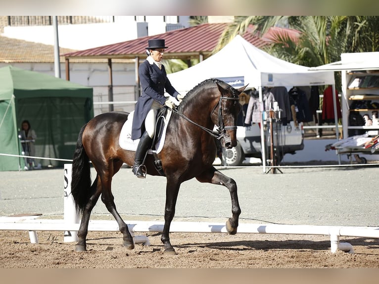 PRE Mix Hengst 13 Jaar 180 cm Donkerbruin in Valencia