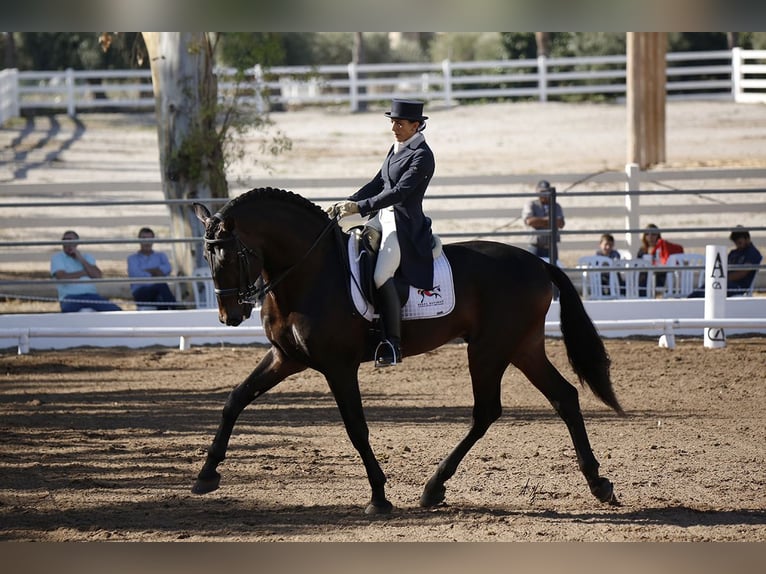 PRE Mix Hengst 13 Jaar 180 cm Donkerbruin in Valencia