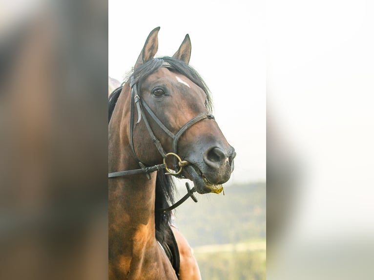 PRE Mix Hengst 13 Jahre 156 cm Brauner in Uzwil