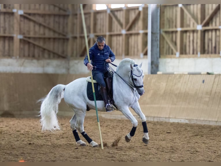 PRE Hengst 13 Jahre 164 cm Schimmel in Zolling