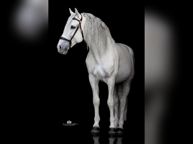 PRE Hengst 13 Jahre 164 cm Schimmel in Zolling