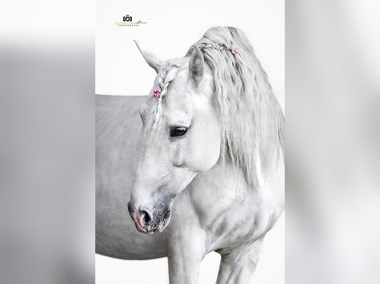 PRE Hengst 13 Jahre 164 cm Schimmel in Zolling