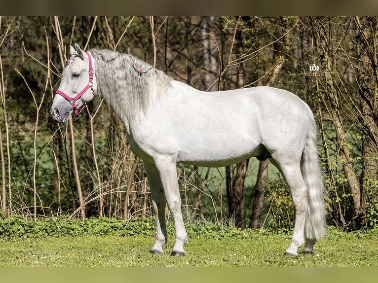 PRE Hengst 13 Jahre 164 cm Schimmel in Zolling