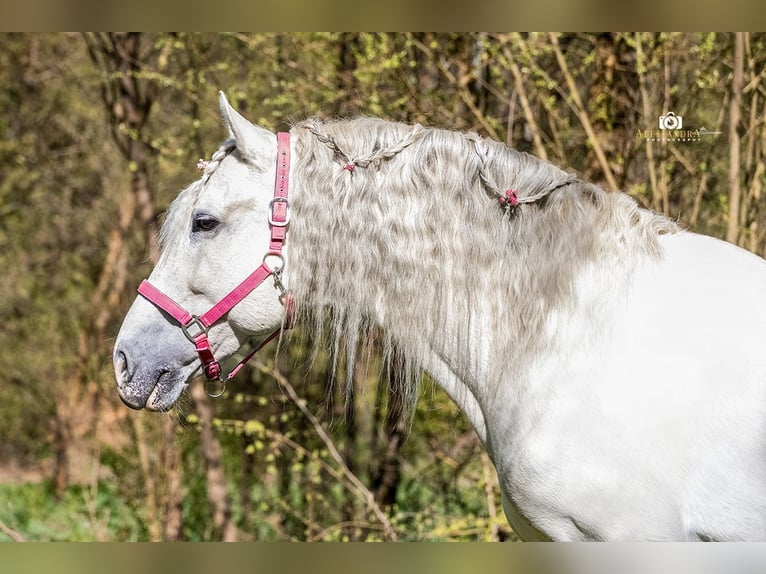 PRE Hengst 13 Jahre 164 cm Schimmel in Zolling