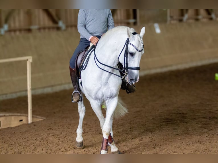 PRE Hengst 13 Jahre 164 cm Schimmel in Zolling