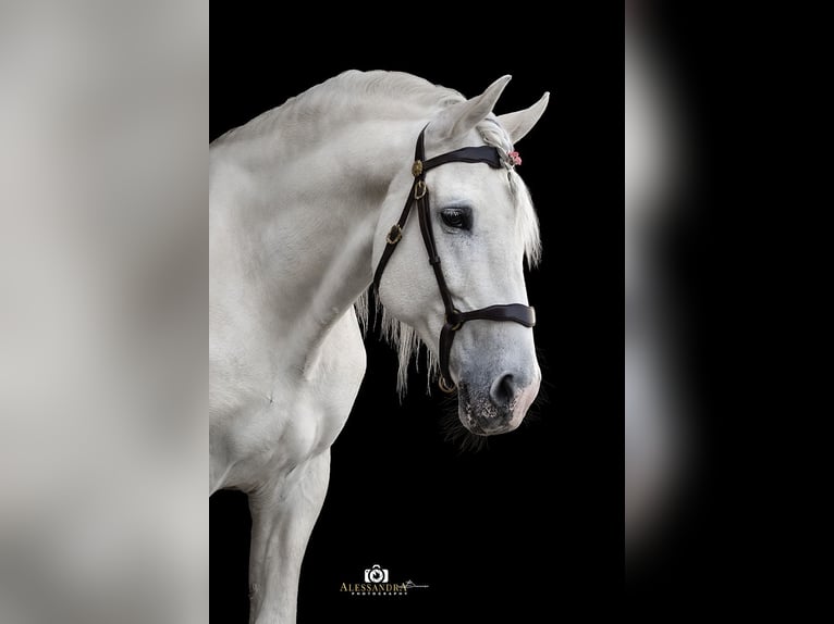 PRE Hengst 13 Jahre 164 cm Schimmel in Zolling