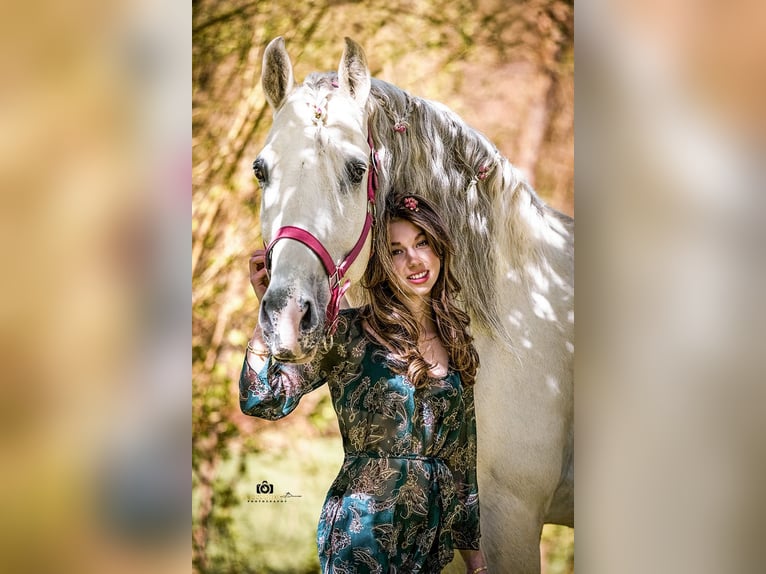 PRE Hengst 13 Jahre 164 cm Schimmel in Zolling