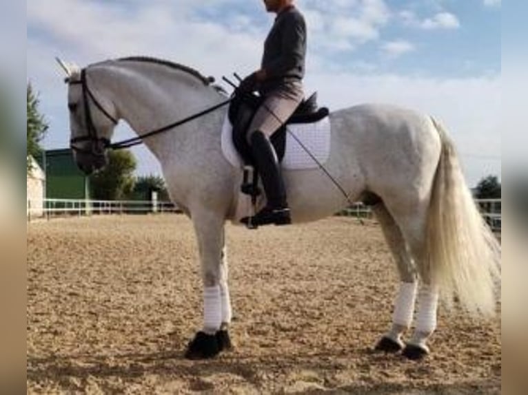 PRE Mix Hengst 13 Jahre 164 cm Schimmel in MADRID