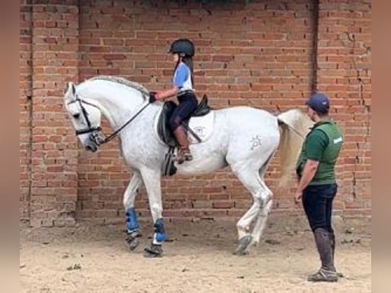 PRE Mix Hengst 13 Jahre 164 cm Schimmel in MADRID
