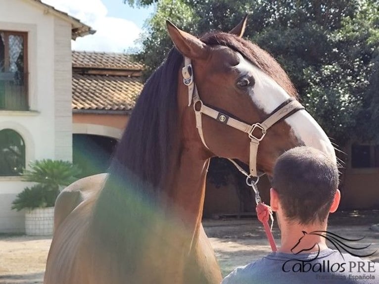 PRE Hengst 13 Jahre 168 cm Brauner in Palma de Mallorca