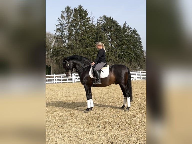 PRE Mix Hengst 13 Jahre 168 cm Rappe in Niederkrüchten