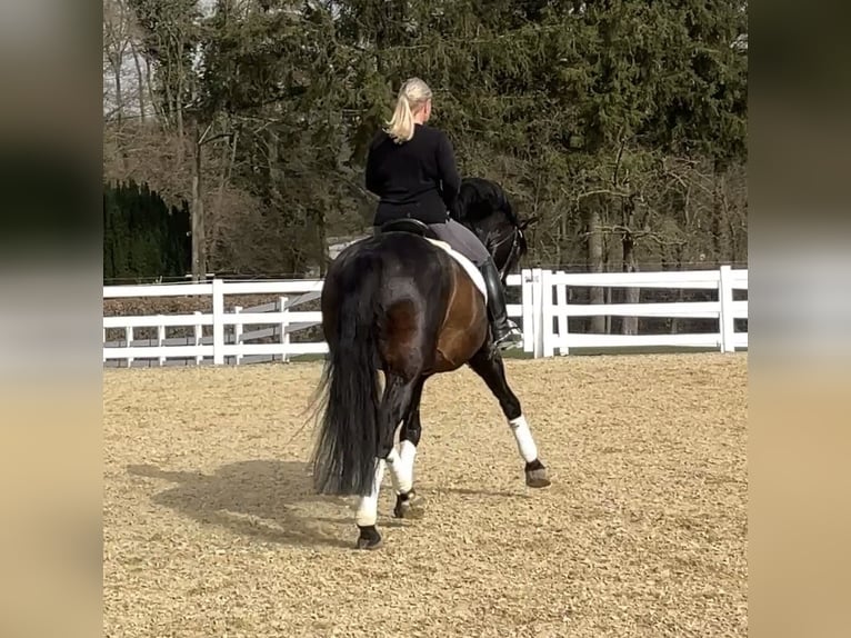 PRE Mix Hengst 13 Jahre 168 cm Rappe in Niederkrüchten