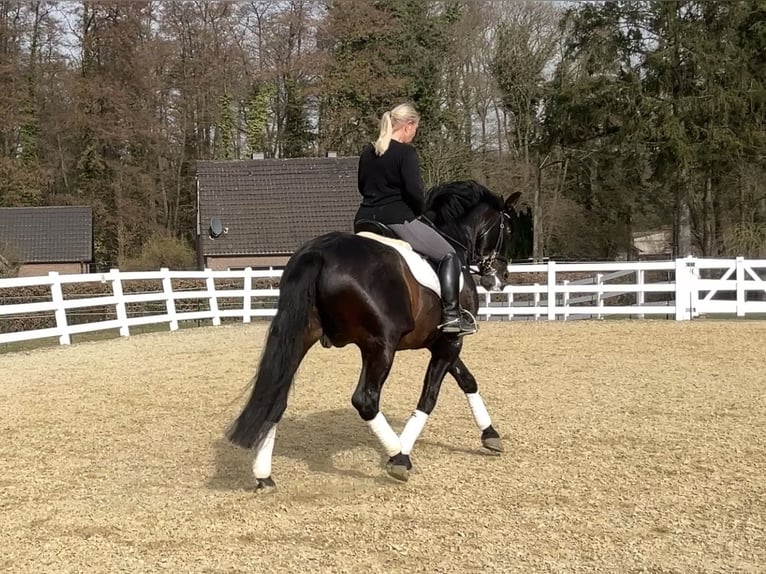 PRE Mix Hengst 13 Jahre 168 cm Rappe in Niederkrüchten