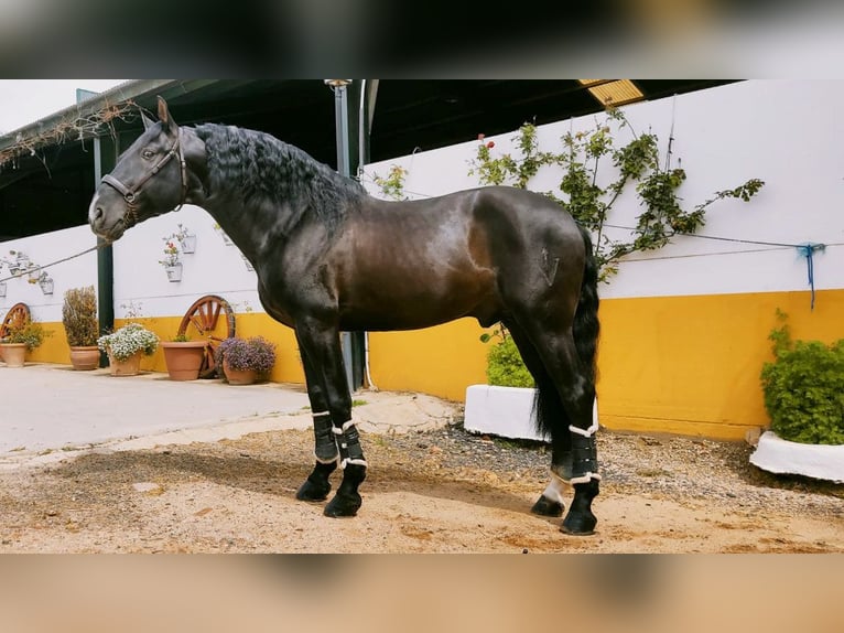 PRE Mix Hengst 13 Jahre 168 cm Rappe in NAVAS DEL MADRONO