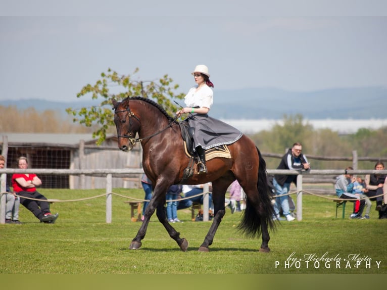 PRE Hengst 13 Jahre 169 cm Dunkelbrauner in Fischamemd