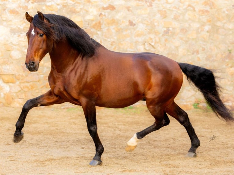 PRE Mix Hengst 13 Jahre 173 cm Brauner in Navas Del Madroño