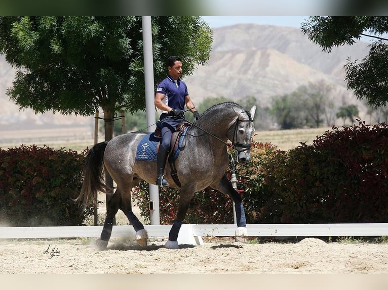 PRE Hengst 13 Jahre 173 cm Schimmel in Madera, CA