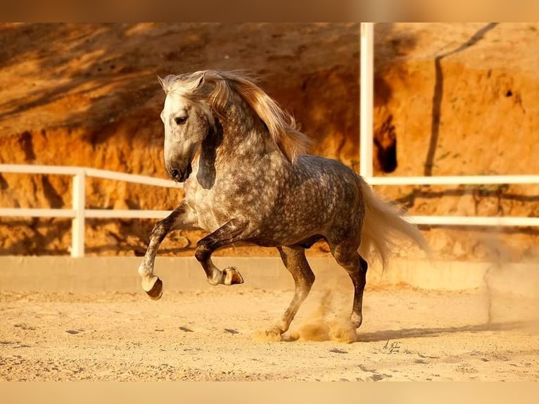 PRE Hengst 13 Jahre Schimmel in Madera