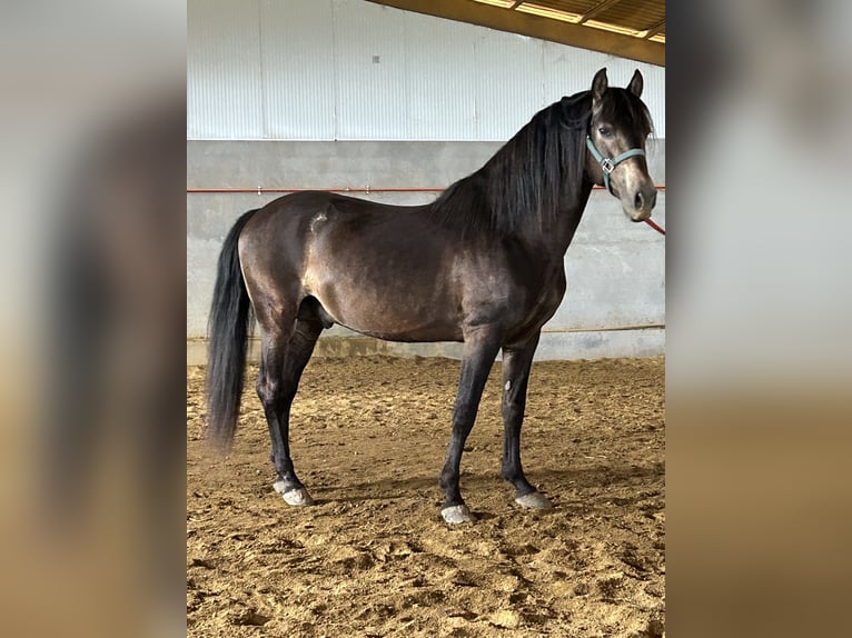 PRE Hengst 14 Jaar 159 cm Falbe in Huescar