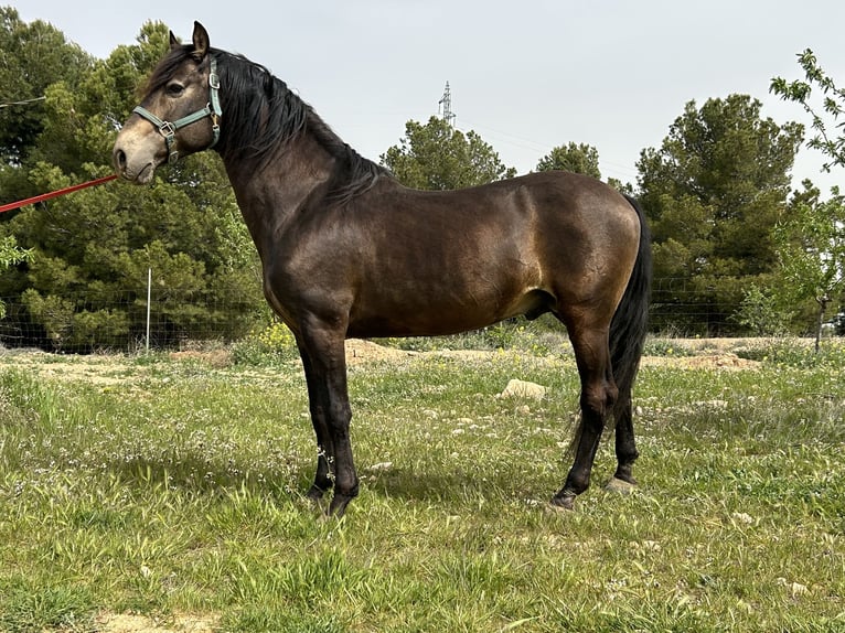 PRE Hengst 14 Jaar 159 cm Falbe in Huescar