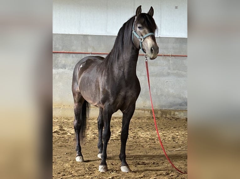 PRE Hengst 14 Jaar 159 cm Falbe in Huescar