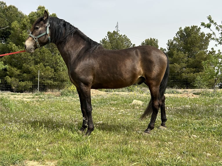 PRE Hengst 14 Jaar 159 cm Falbe in Huescar