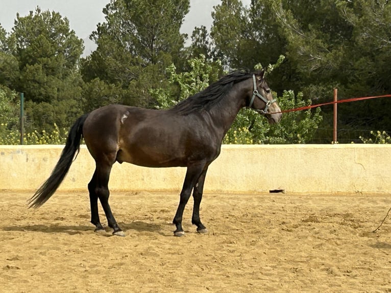 PRE Hengst 14 Jaar 159 cm Falbe in Huescar