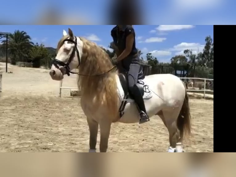 PRE Hengst 14 Jaar 159 cm Perlino in Galaroza (Huelva)