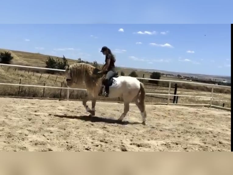 PRE Hengst 14 Jaar 159 cm Perlino in Galaroza (Huelva)