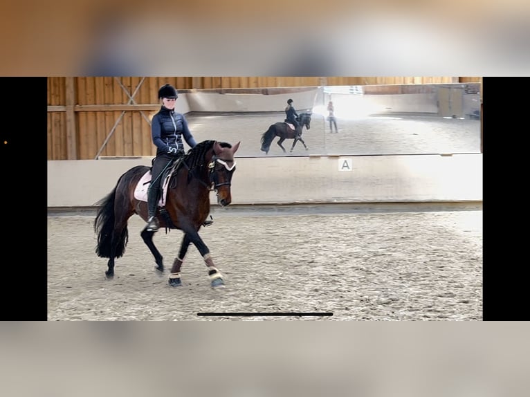 PRE Hengst 14 Jaar 160 cm Bruin in Roßdorf