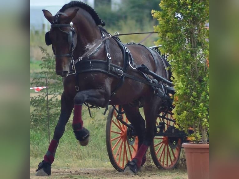 PRE Hengst 14 Jaar 160 cm Bruin in Roßdorf