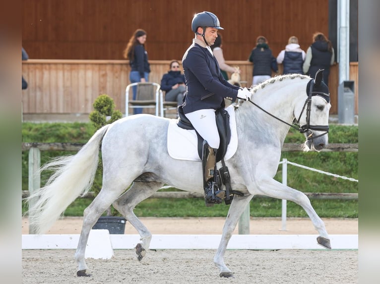 PRE Mix Hengst 14 Jaar 162 cm Wit in Metz