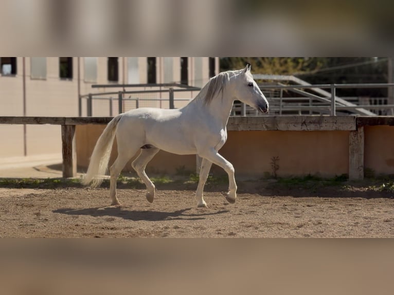 PRE Hengst 14 Jaar 165 cm Schimmel in Pedralba